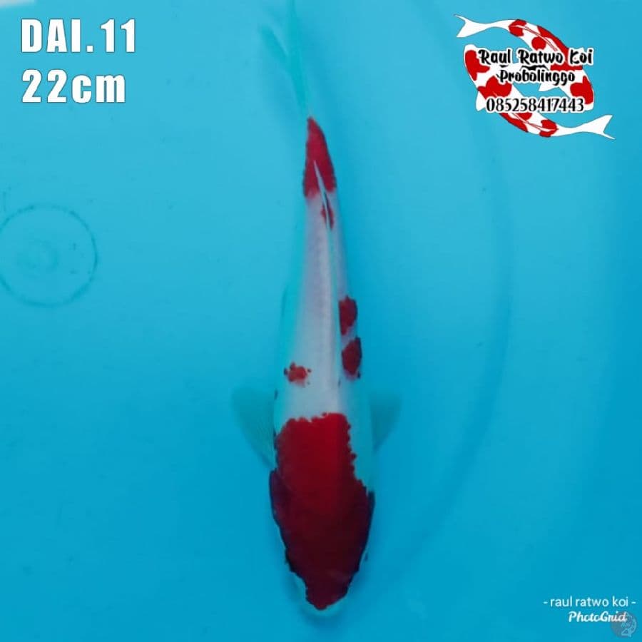 DAI 11