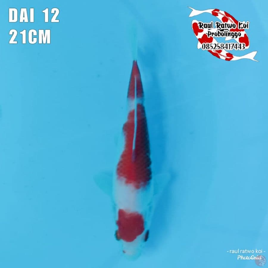 DAI 13