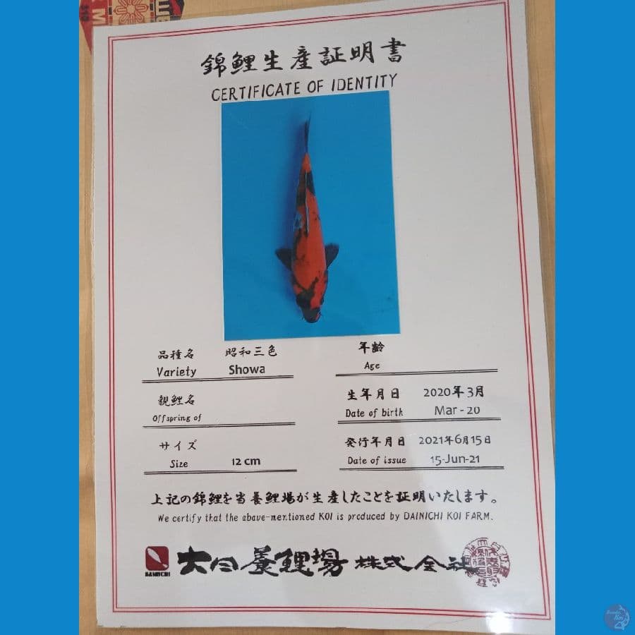showa sanshoku import 33cm