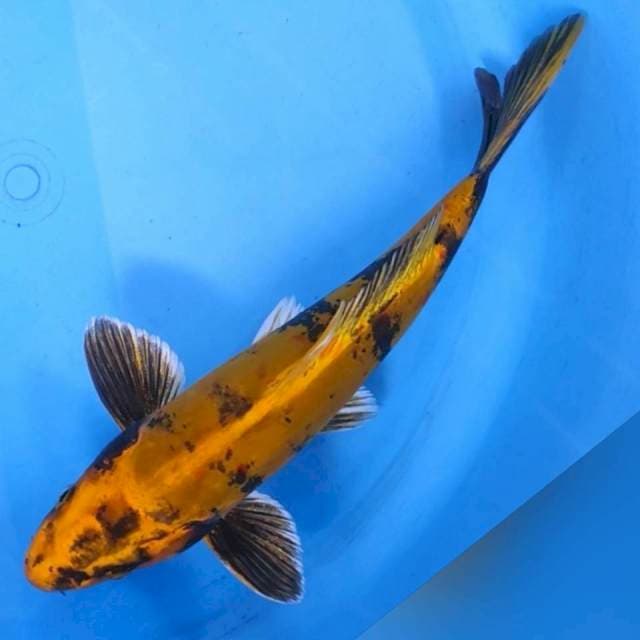 Kin Ki utsuri doidsu murni 27cm