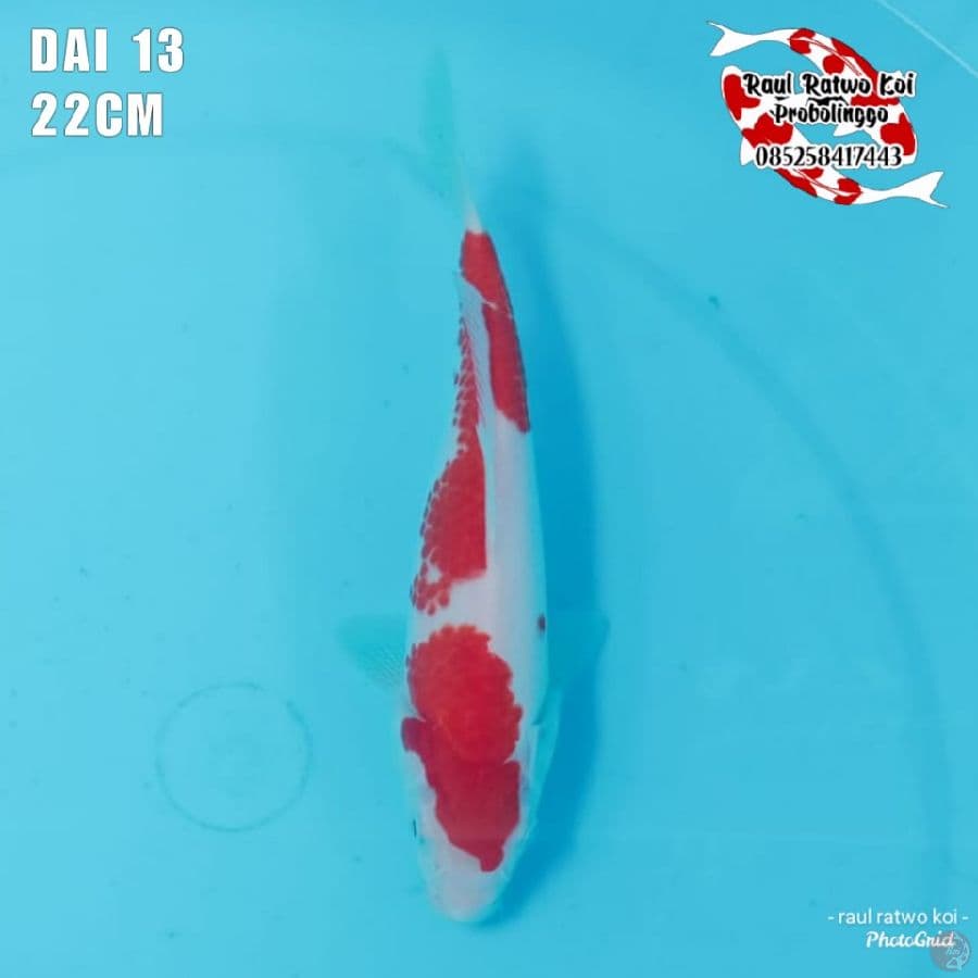 DAI 12