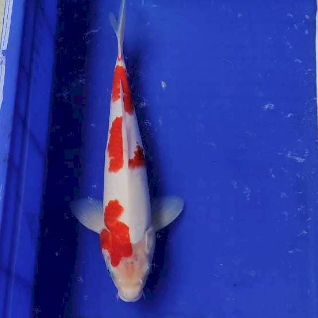 Kohaku