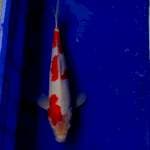 Kohaku 