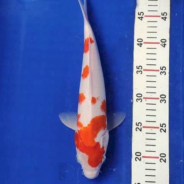 Kohaku