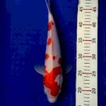 Kohaku