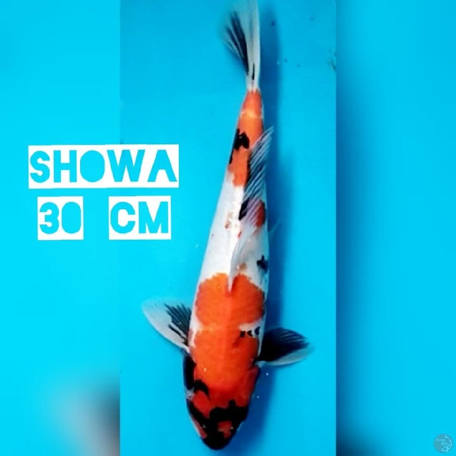 Showa 30 cm