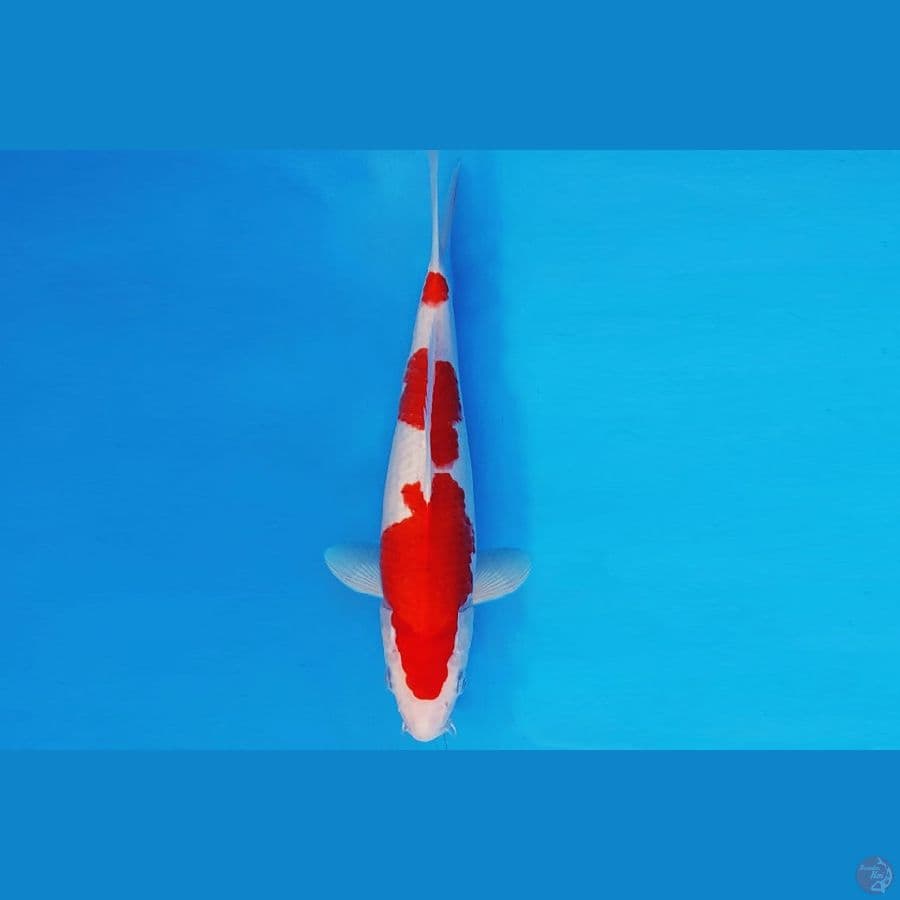 MEIJI 4 - KOHAKU ®