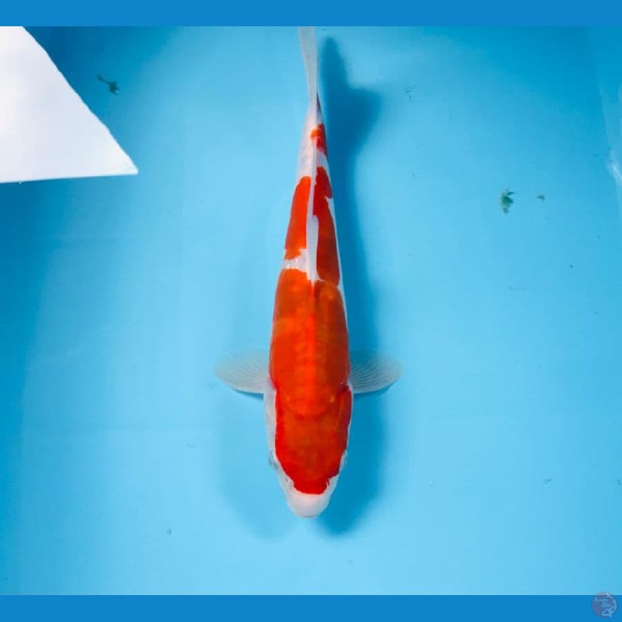 kohaku doitsu, 28 cm