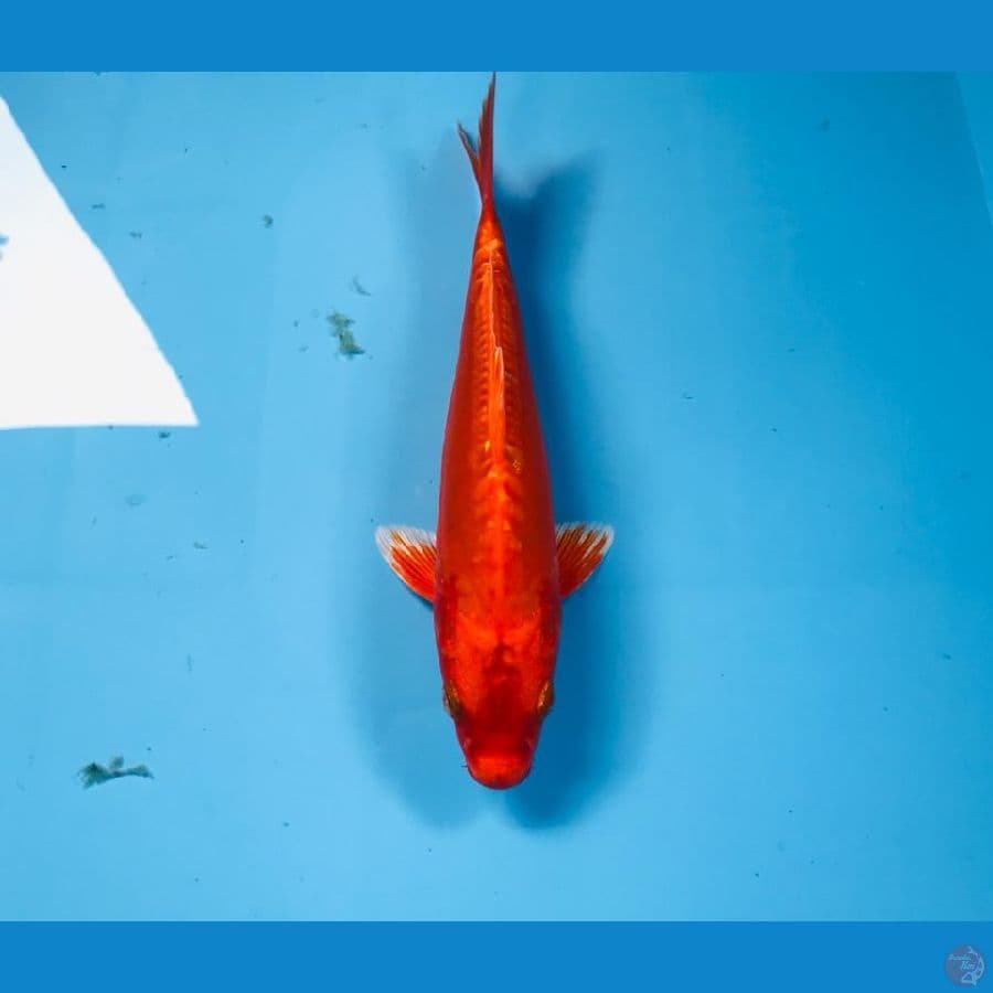 ogon, 20cm