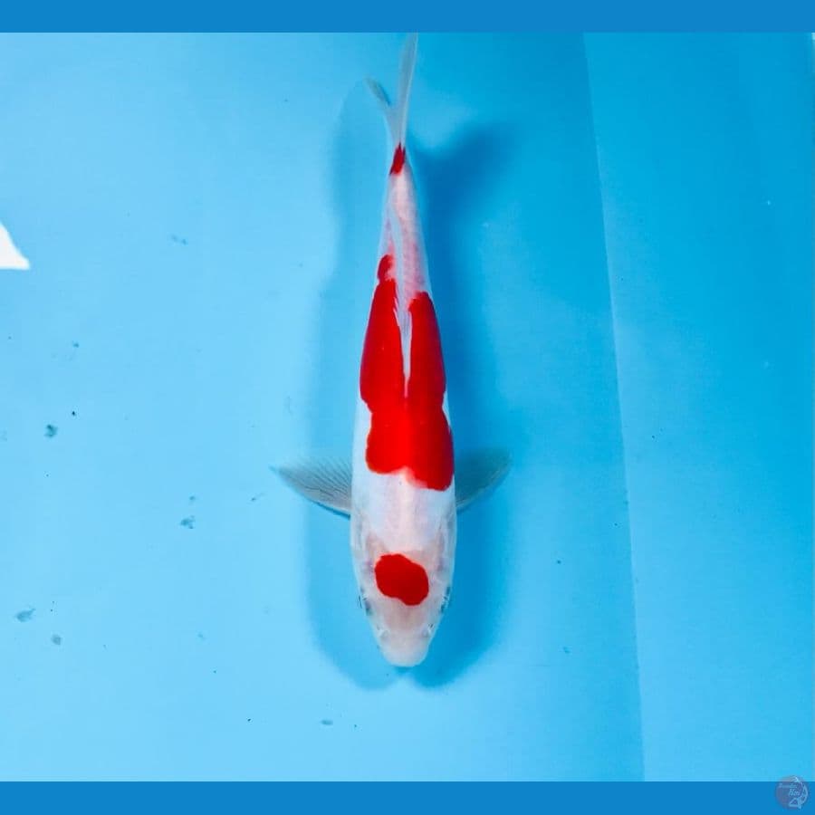 kohaku doitsu, 20 cm