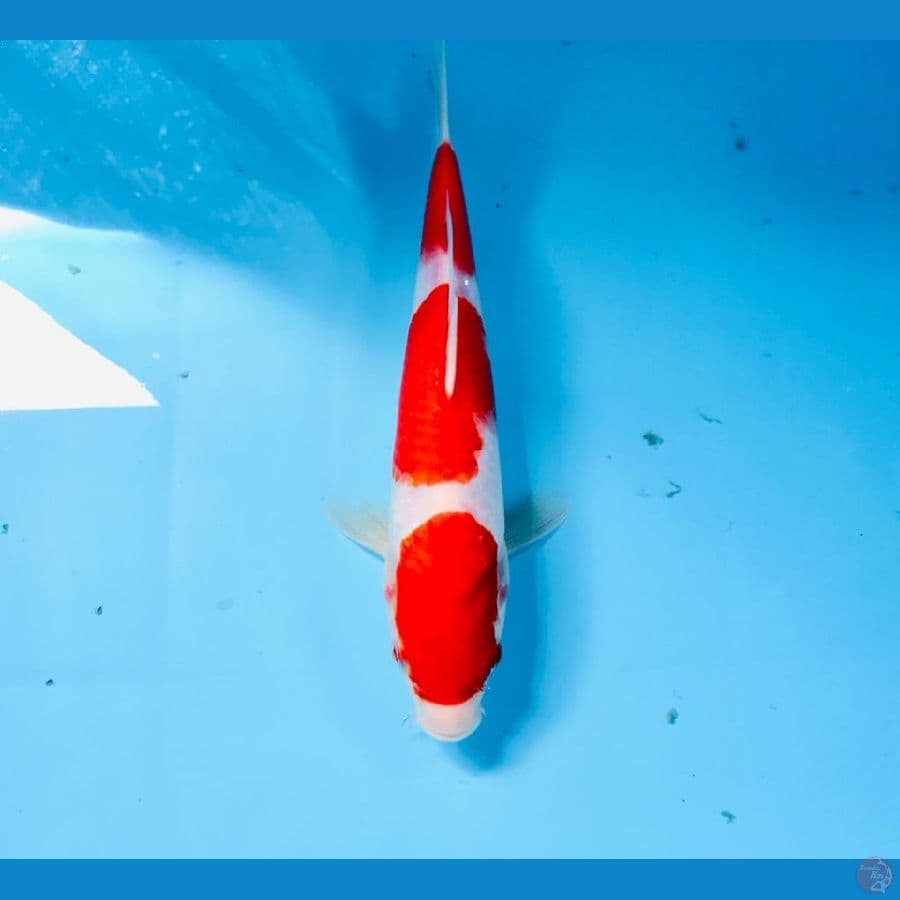 kohaku, 24 cm