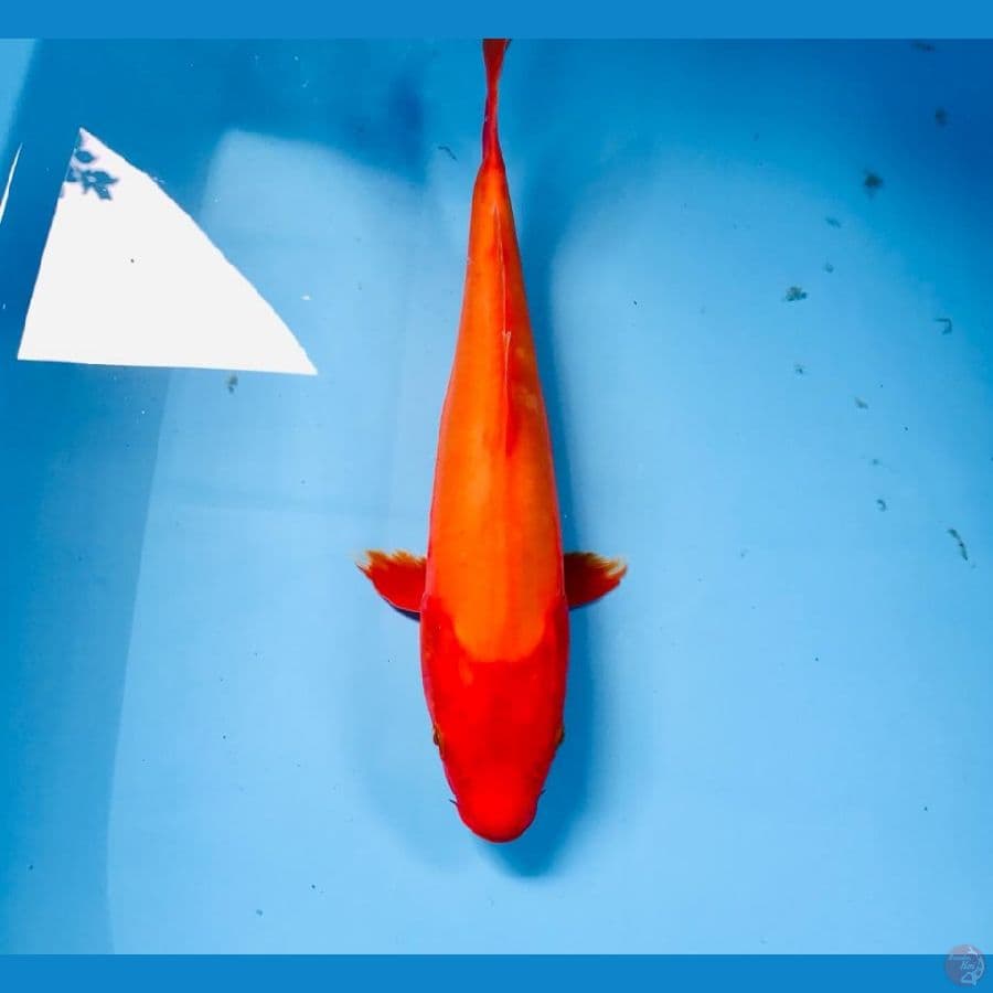 benigoi doitsu, 30 cm