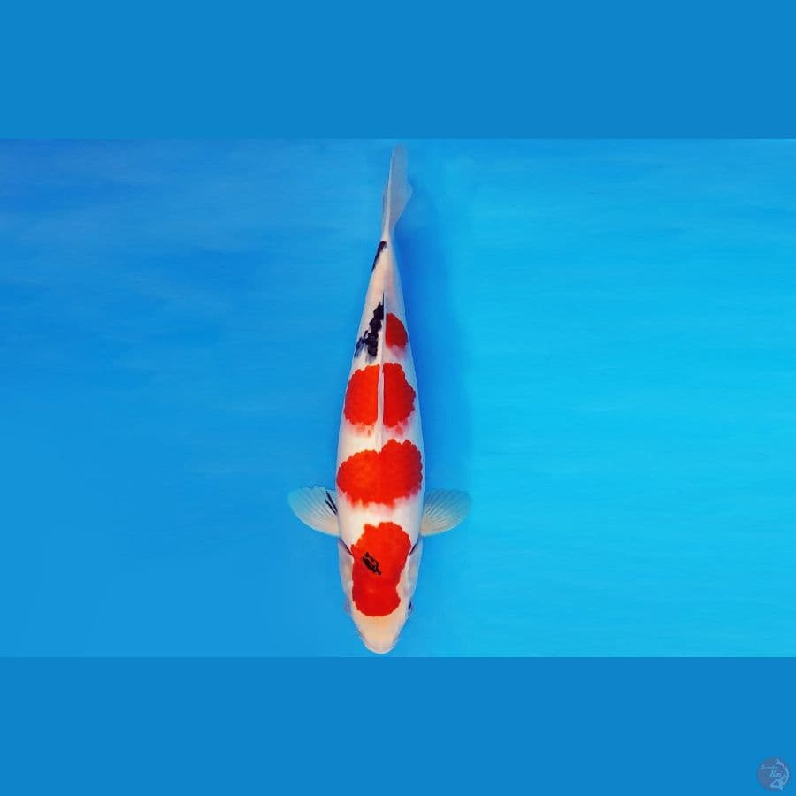 MEIJI 8 - SANKE TATEGOI 37 cm/fm