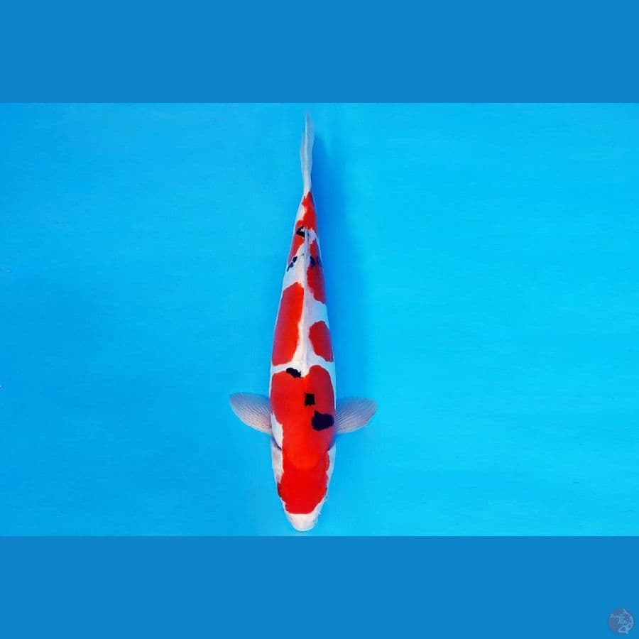 MEIJI 12 - SANKE DOITSU 29 cm/male