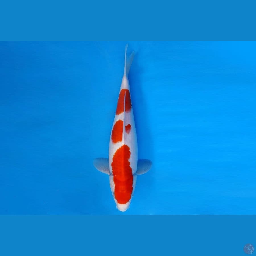MEIJI 14 - KOHAKU 29 cm/fm