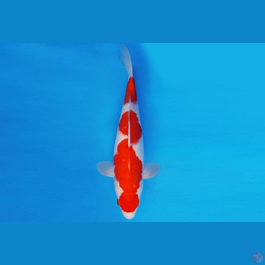 MEIJI 15 - KOHAKU 29 cm/fm