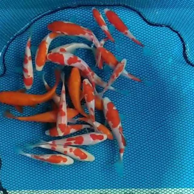 25 ekor Kohaku dan benigoi merah full perut