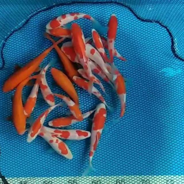 25 ekor Kohaku dan benigoi merah full perut