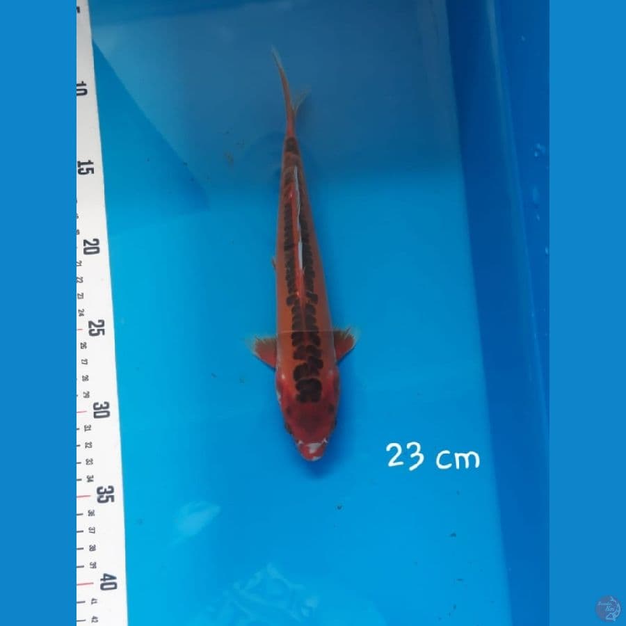 NY 5 ~ HANASHUSUI 23cm