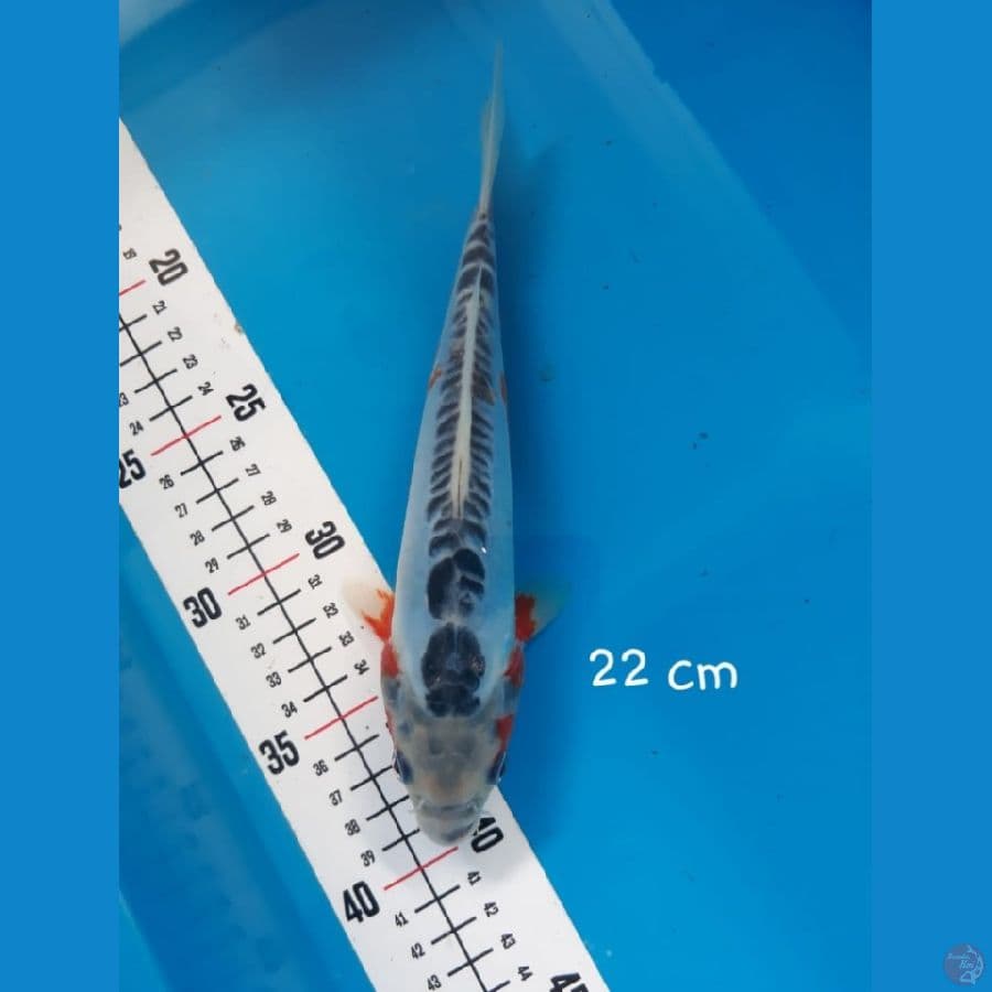 NY 6 ~ SHUHUI 22cm