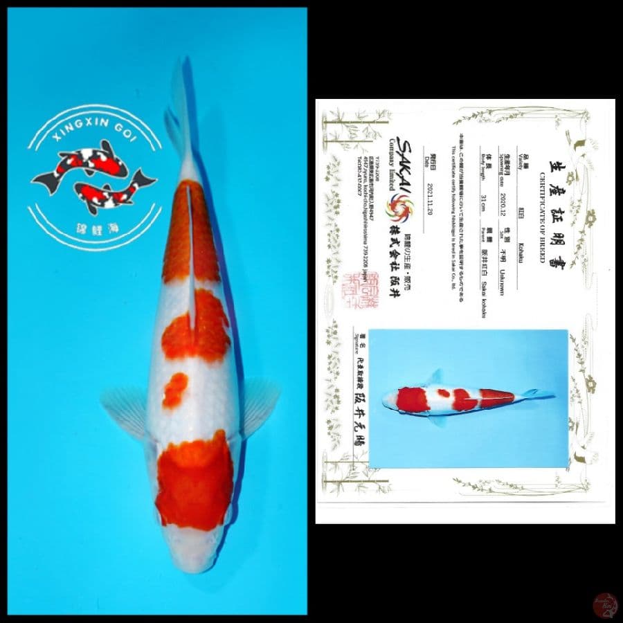 MARUTEN YONDAN KOHAKU IMPORT SAKAI 31CM