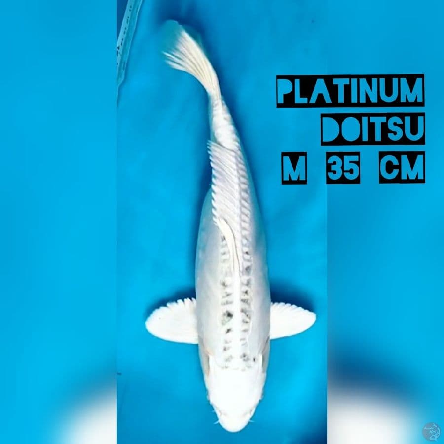 Platinum Doit 35 cm