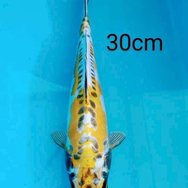 Kiko 30cm