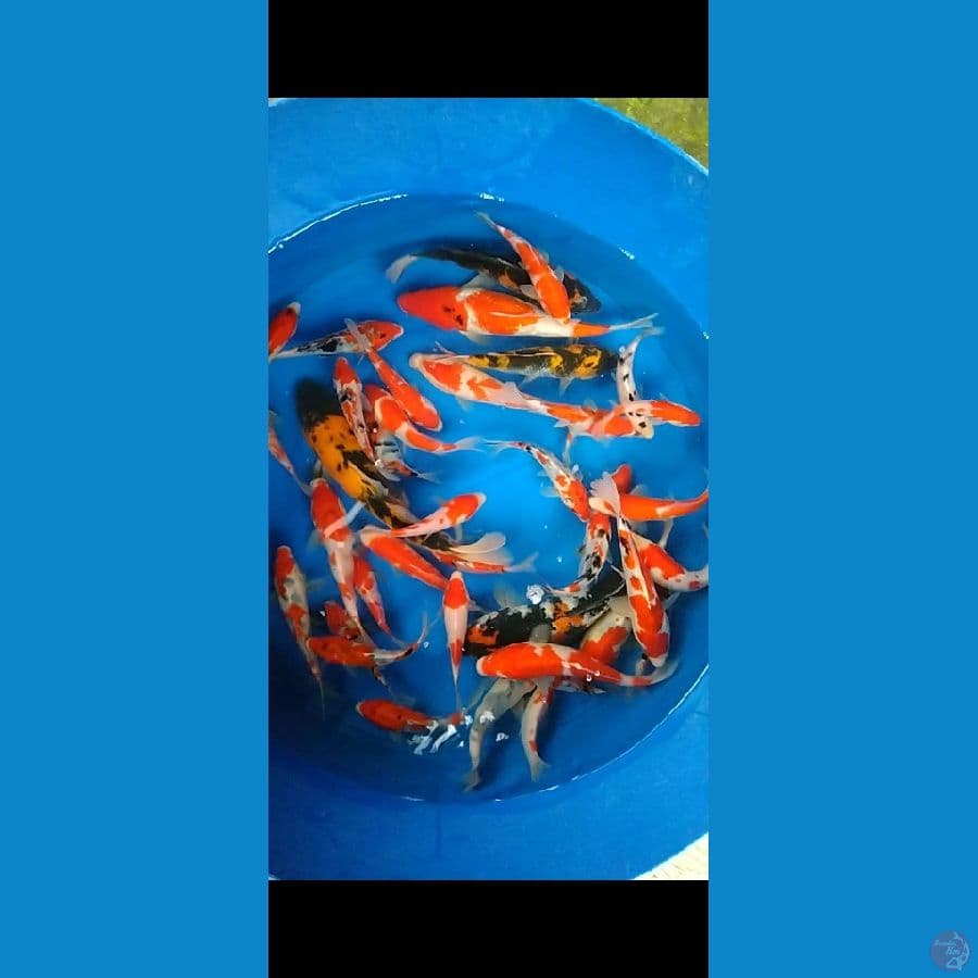 paket 40ekor gread a