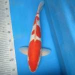 Kohaku doit 37cm