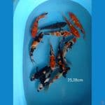 paket 12ekor