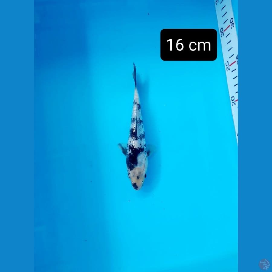bahan ginrin 16 cm