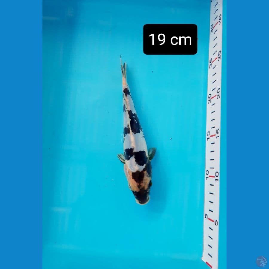 bahan  doit 19 cm