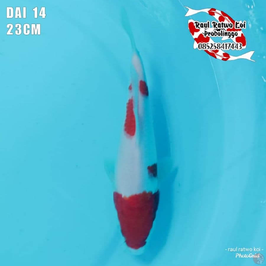 DAI 14