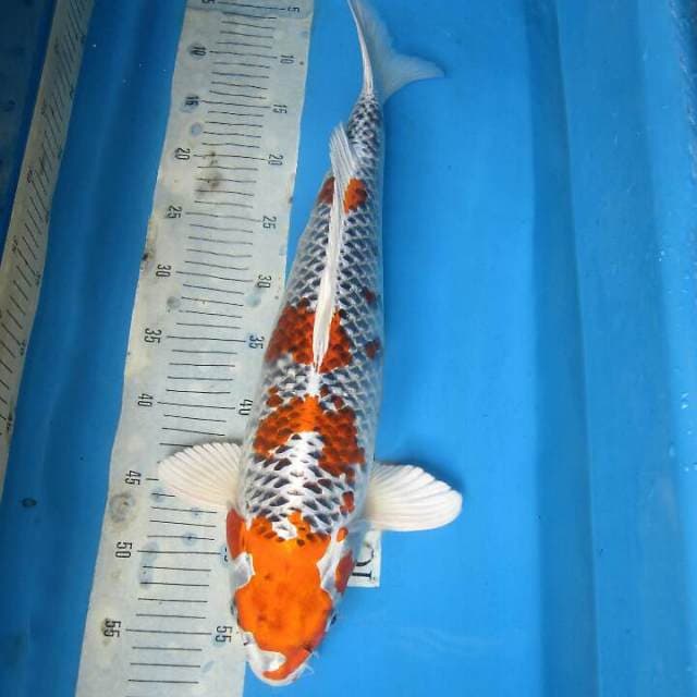 Net quality kujaku 50cm up