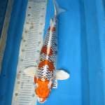Net quality kujaku 50cm up