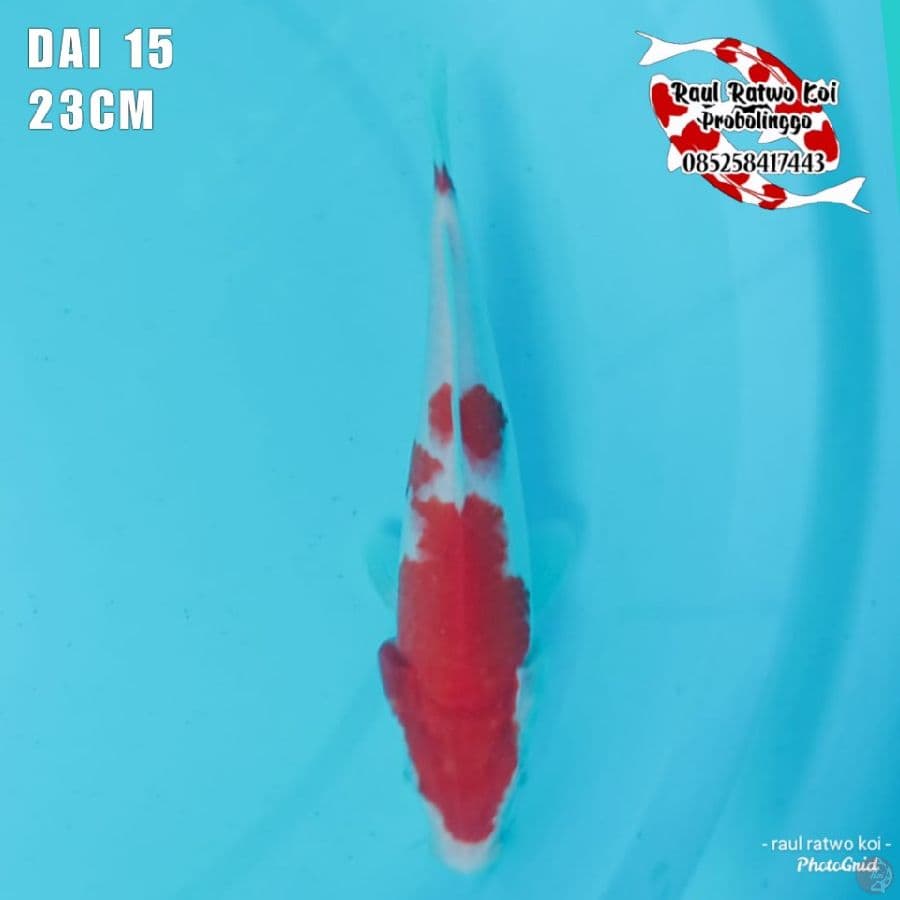 DAI 15