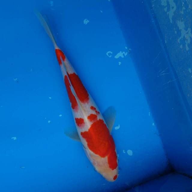 Kohaku Ori F1