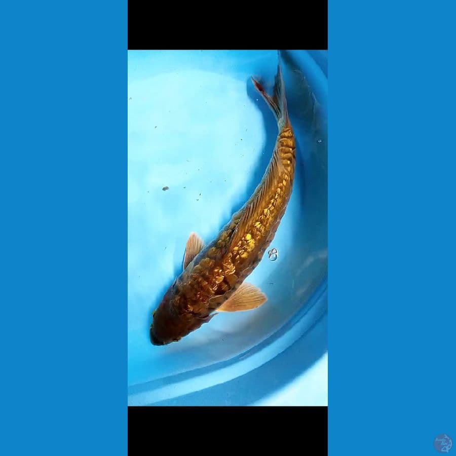 Midori aragoke ginrin male 42 cm