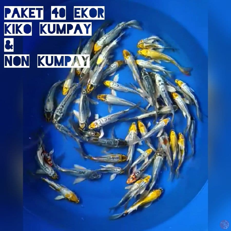 Paket 40 ekor kiko