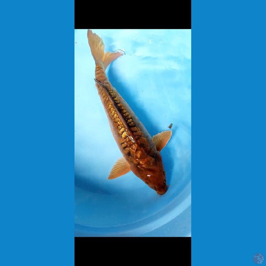 Cagoi aragoke ginrin male 41