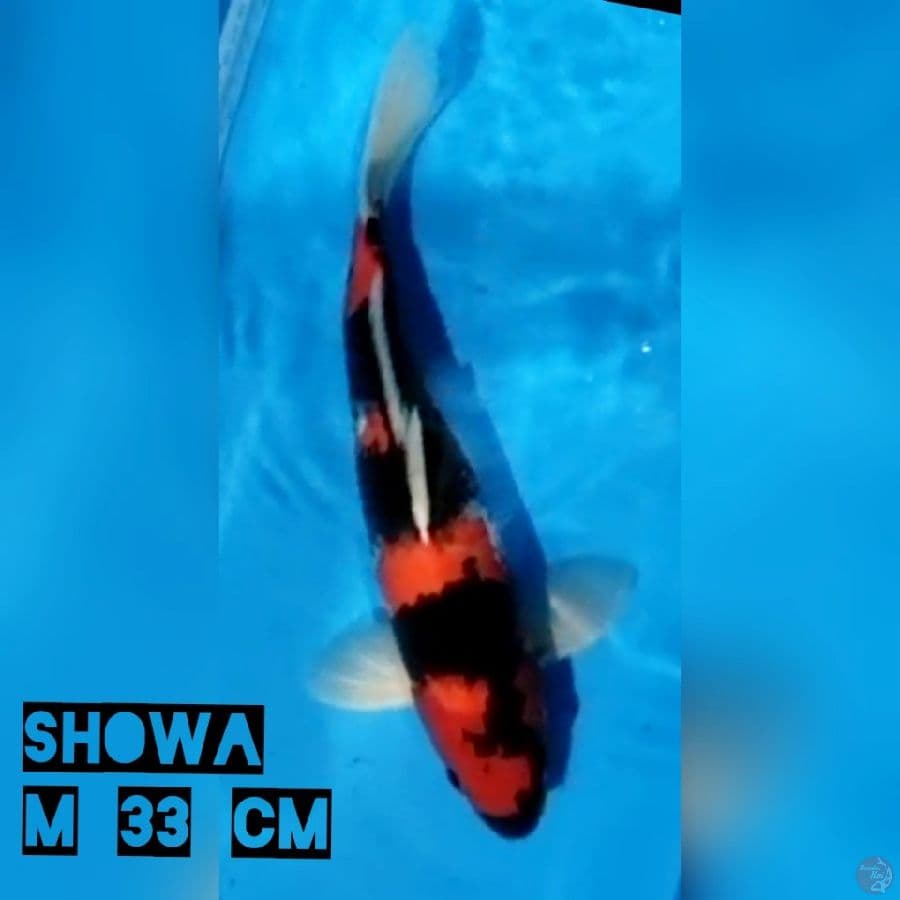 Showa Jantan 33 cm