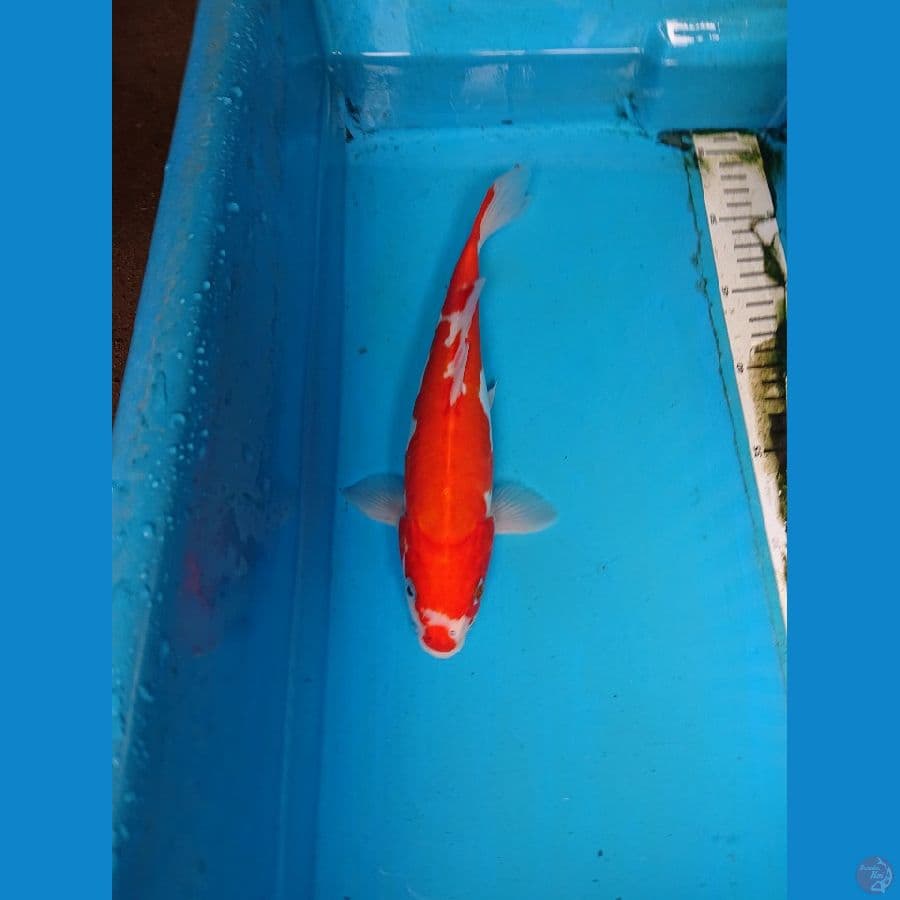 DOITSU KOHAKU  29 cm
