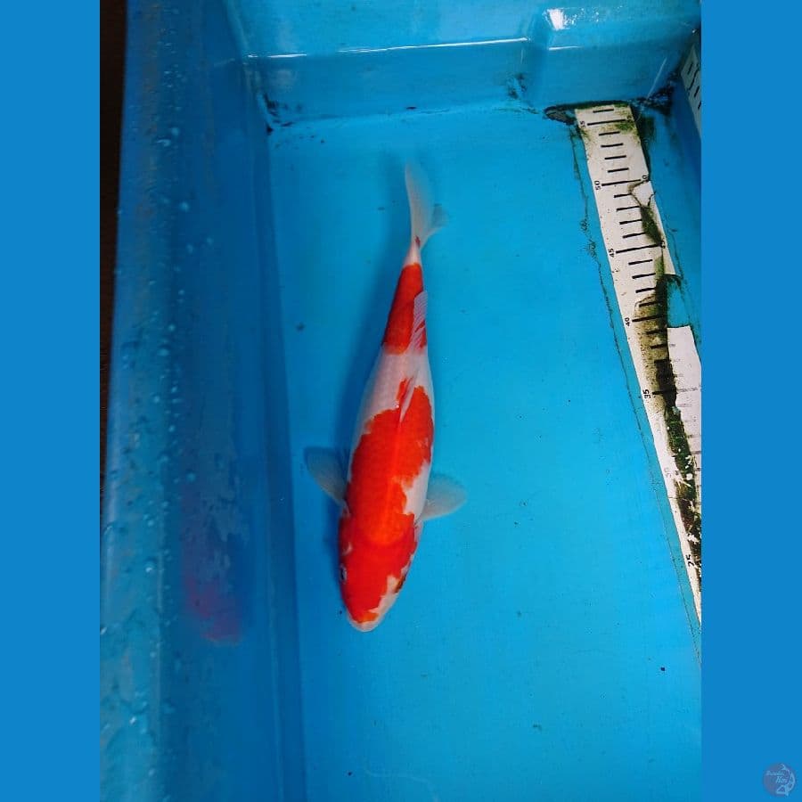 kOHAKU 29 cm
