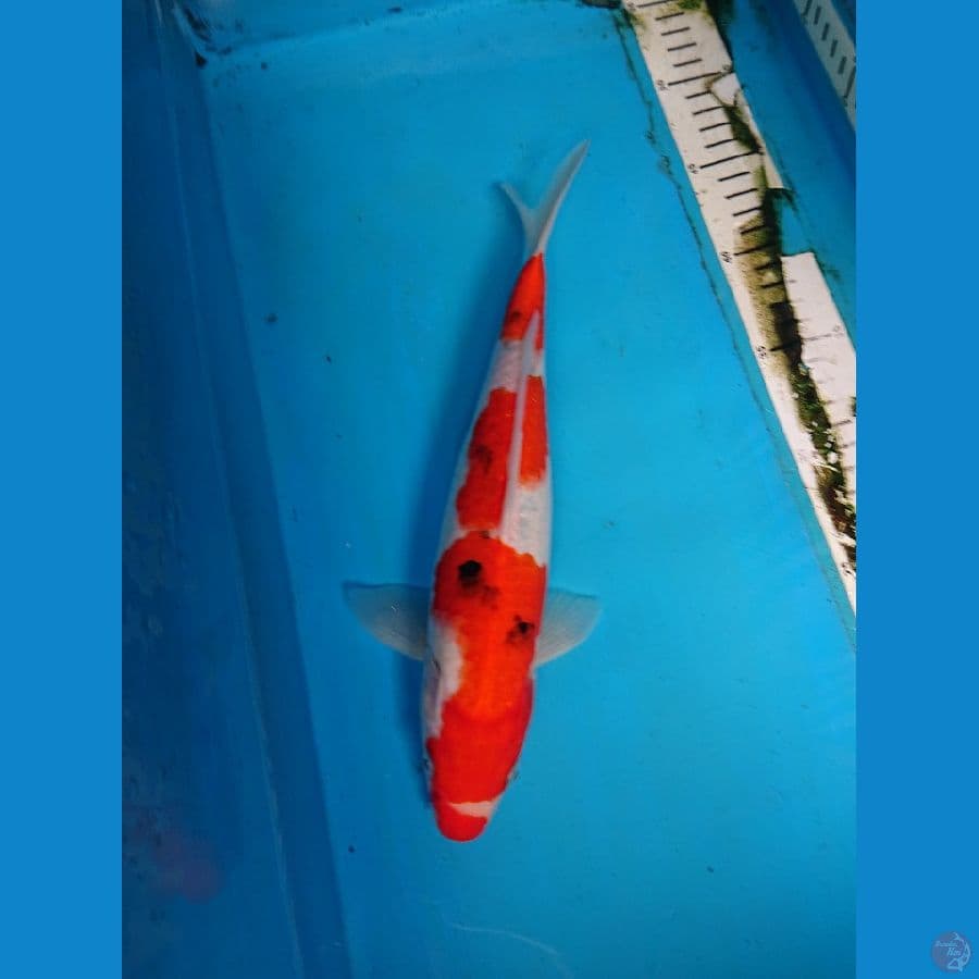 SANKE 30 cm