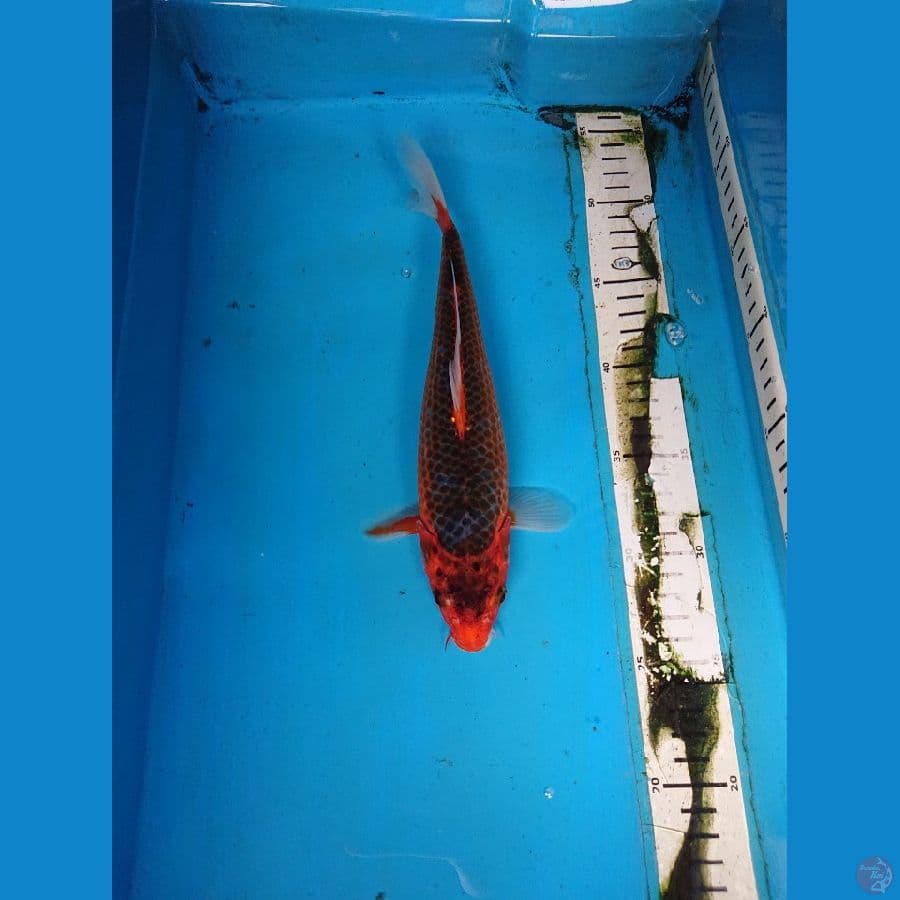 AKA MATSUBA 27 cm