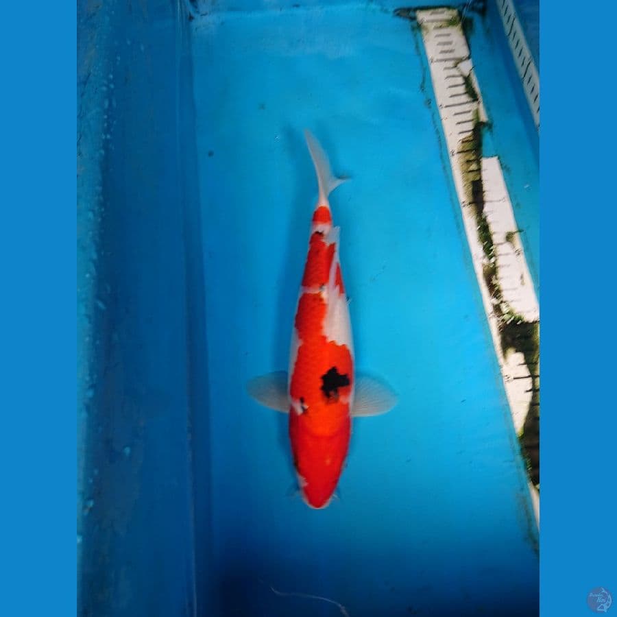 SANKE 29 cm