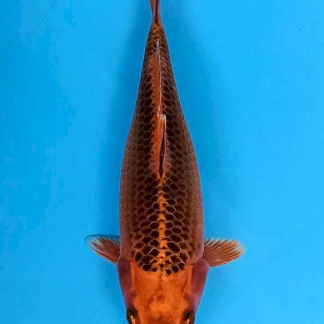 Matsuba 30cm