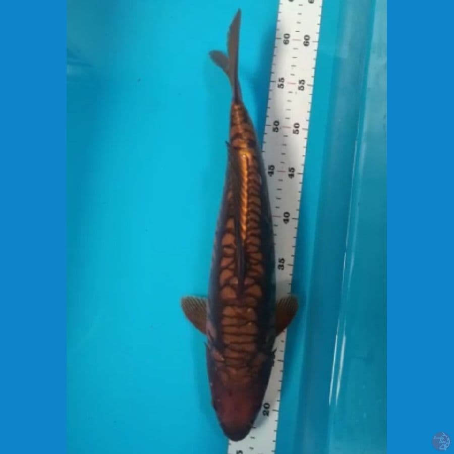 chagoi tembaga aragoke 45 cm