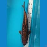 chagoi tembaga aragoke 45 cm