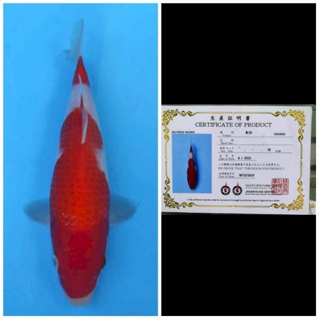 Ogata Kohaku